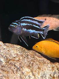 Avannotti ciclidi africani malawi