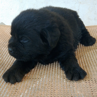 Cuccioli di labrador selezionati per la razza