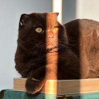 Scottish Fold Cinnamon disponibile per monta