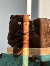 Scottish Fold Cinnamon disponibile per monta