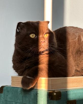Scottish Fold Cinnamon disponibile per monta