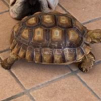 N. 2 Testuggine Africana