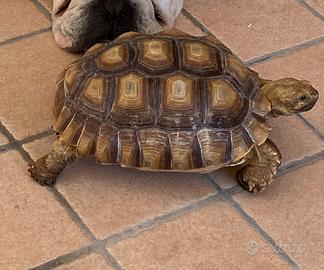 N. 2 Testuggine Africana