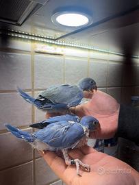 Parrocchetti dal collare cleartail