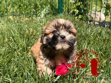 Lhasa Apso Maltipoo Barboncino - Tre Quarti di Lun