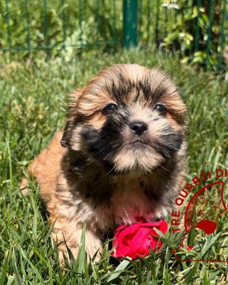 Lhasa Apso Maltipoo Barboncino - Tre Quarti di Lun