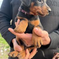 Cuccioli di dobermann