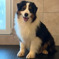 Australian Shepherd