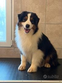 Australian Shepherd