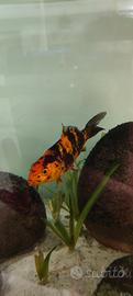 Carpa Koi