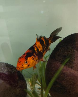 Carpa Koi