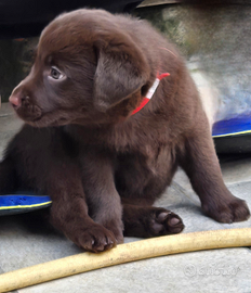 Cuccioli Labrador Chocolate