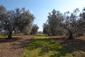 Terreni agricoli zona san savino Tuscania