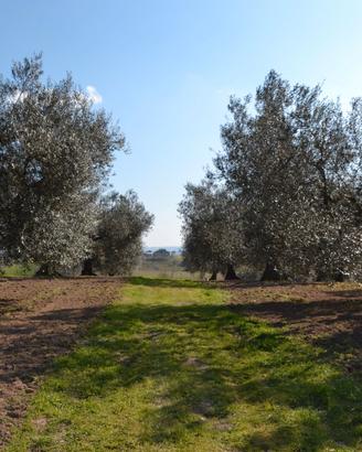 Terreni agricoli zona san savino Tuscania