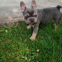 Bulldog francese lilac tan