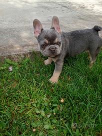 Bulldog francese lilac tan