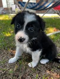 Cuccioli maschi border collie