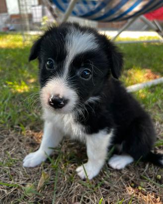 Cuccioli maschi border collie