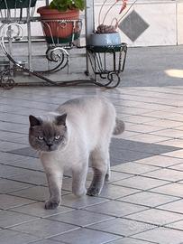 Scottish fold