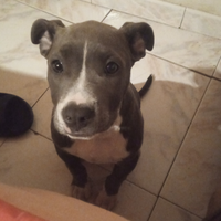 Pitbull