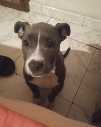 Pitbull