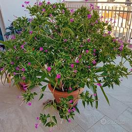 Pianta ornamentale  1,80 mt