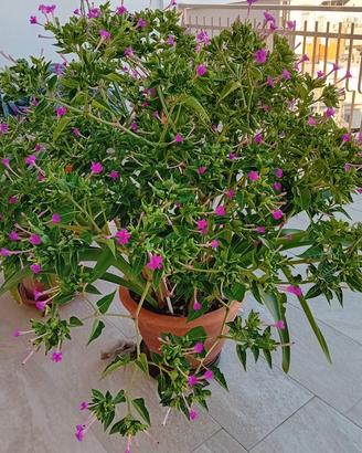 Pianta ornamentale  1,80 mt