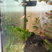 Planorbarius e Guppy Avannotti
