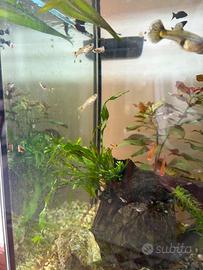 Planorbarius e Guppy Avannotti