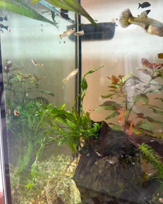 Planorbarius e Piante Varie Acquario