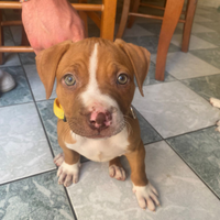 Cucciola pitbull ukc red nose