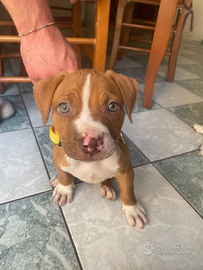 Cucciola pitbull ukc red nose