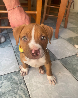 Cucciola pitbull ukc red nose