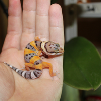 Gechi leopardini