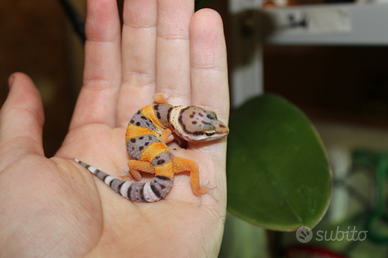 Gechi leopardini