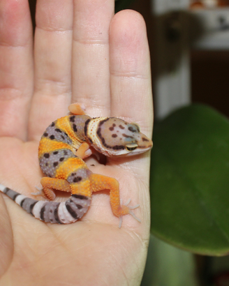 Gechi leopardini