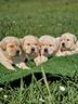 cuccioli-di-labrador-gialli-marina-lab-hda-ed0