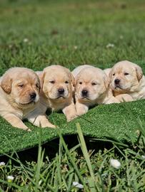 Cuccioli di Labrador Gialli - Marina Lab HDA ED0