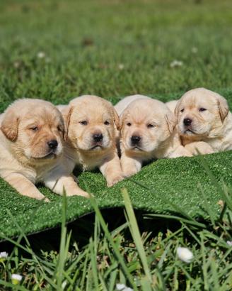 Cuccioli di Labrador Gialli - Marina Lab HDA ED0