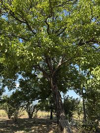 Alberi di noce