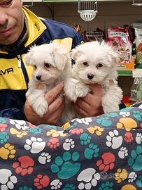 Cuccioli di maltese mini Toy
