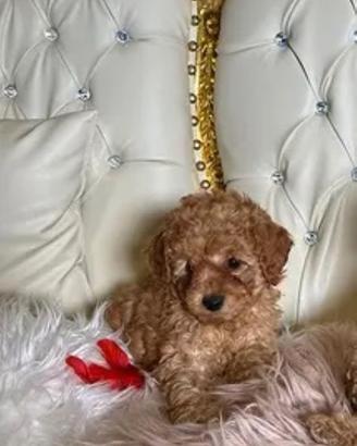 Meraviglioso Barboncino mini toy