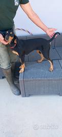 Cane da compagnia