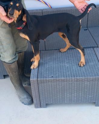 Cane da compagnia