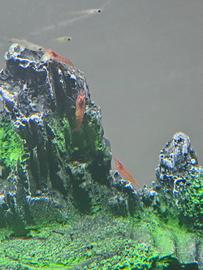 Neocaridine red cherry