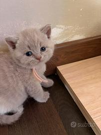 Cucciole Shorthair senza pedigree