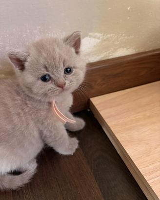 Cucciole Shorthair senza pedigree