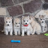 Cuccioli husky