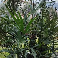 Palma excelsa