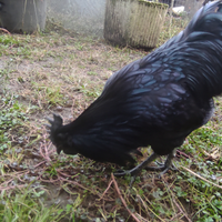 Ornamentali Galli e galline Ayman Cemani